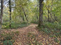 BOIS - ST SIMEON - 50246 m2 - VENDU